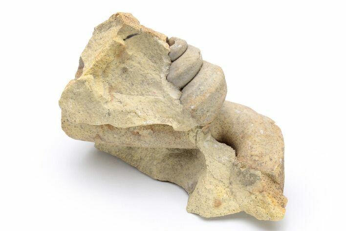 Ordovician Gastropod (Lophospira) Fossil - Wisconsin #224269